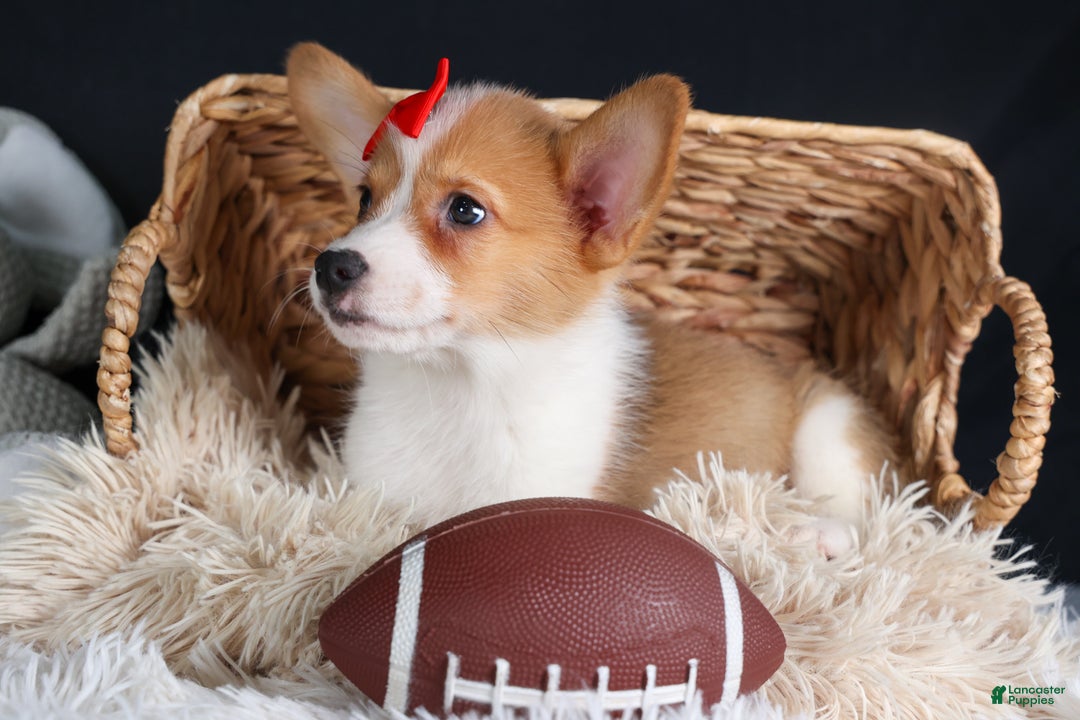 Welsh Corgi Pembroke dogs for sale: Irwin - Ad 10