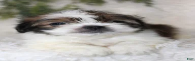 Shih Tzu 2