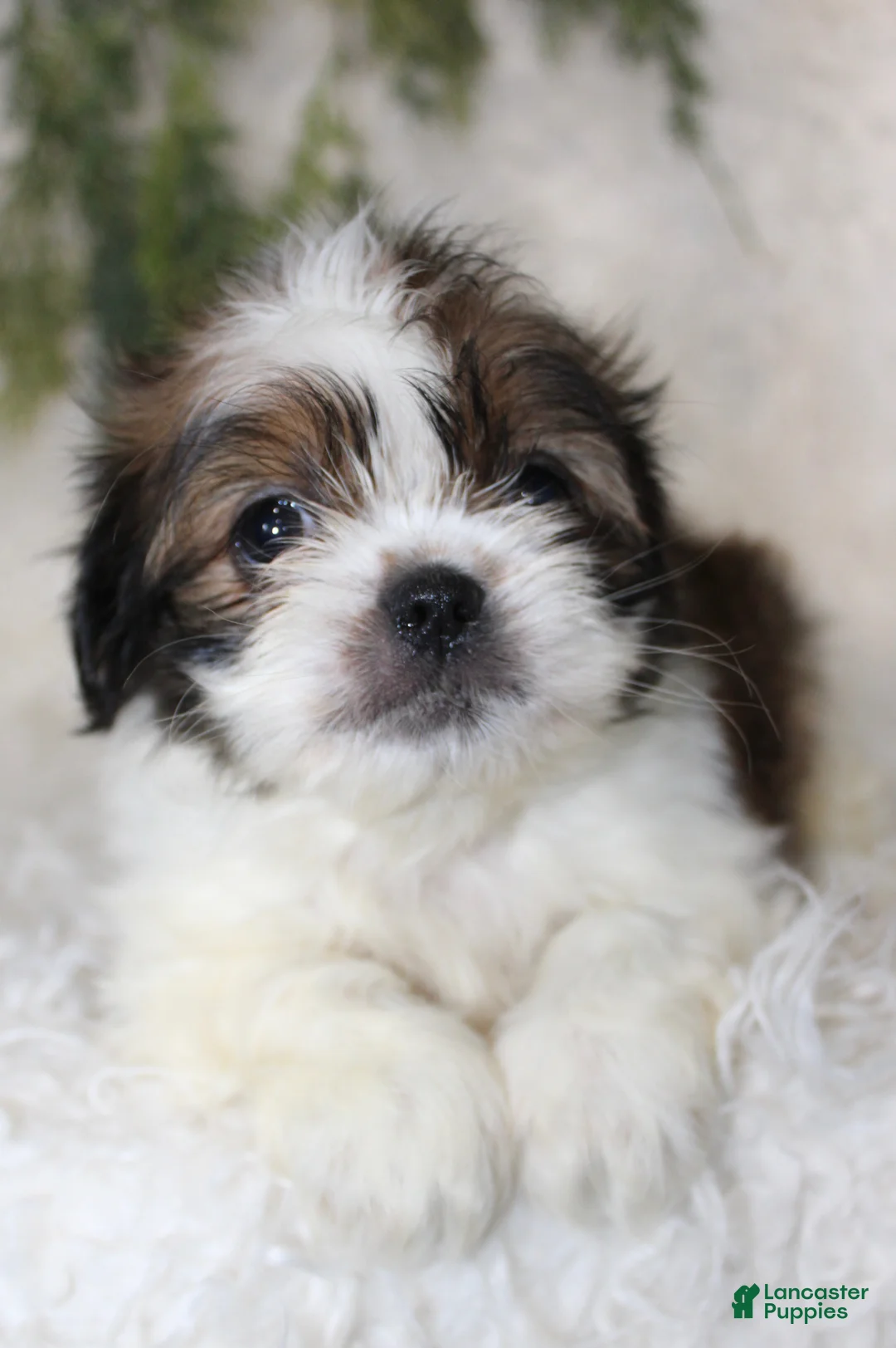 Shih Tzu dogs for sale: Shih Tzu 2 - Ad 1
