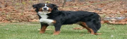 Bernese Mountain Dog dogs for sale: Bernese Mountain Dog Puppy 1 - Ad 5