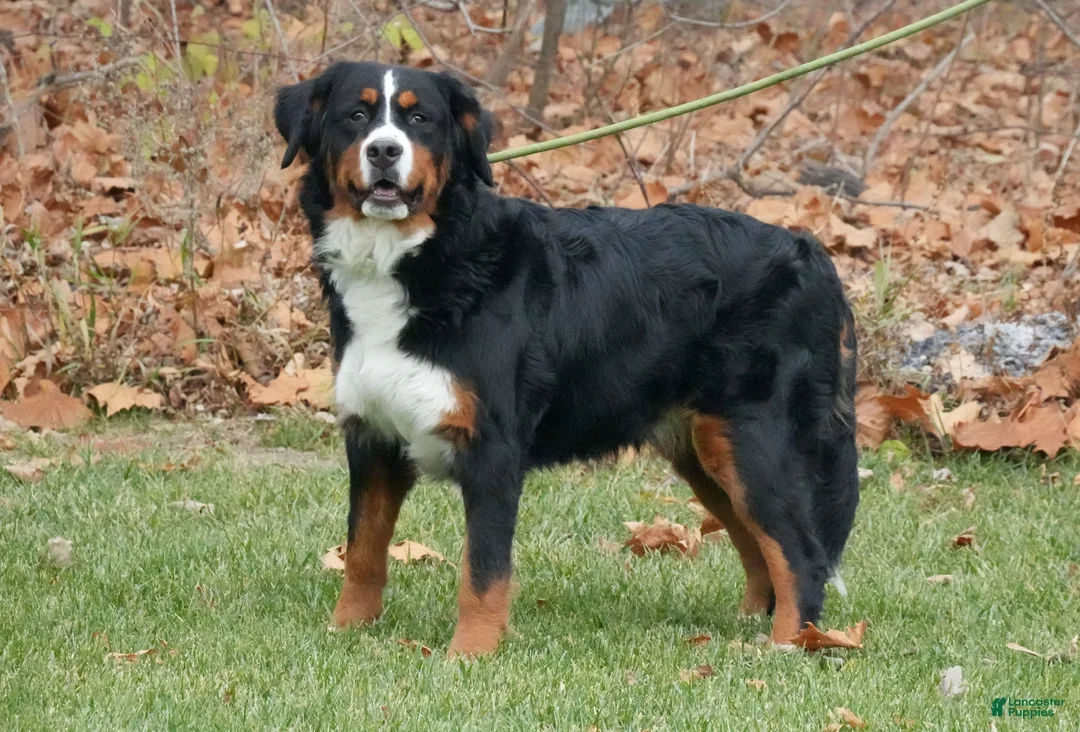 Bernese Mountain Dog dogs for sale: Bernese Mountain Dog Puppy 1 - Ad 5