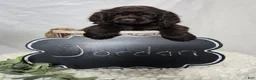 Cocker Spaniel dogs for sale: Jordan - Ad 5