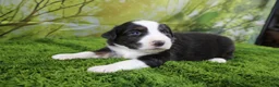 Miniature Australian Shepherd dogs for sale: Liberty - Ad 4