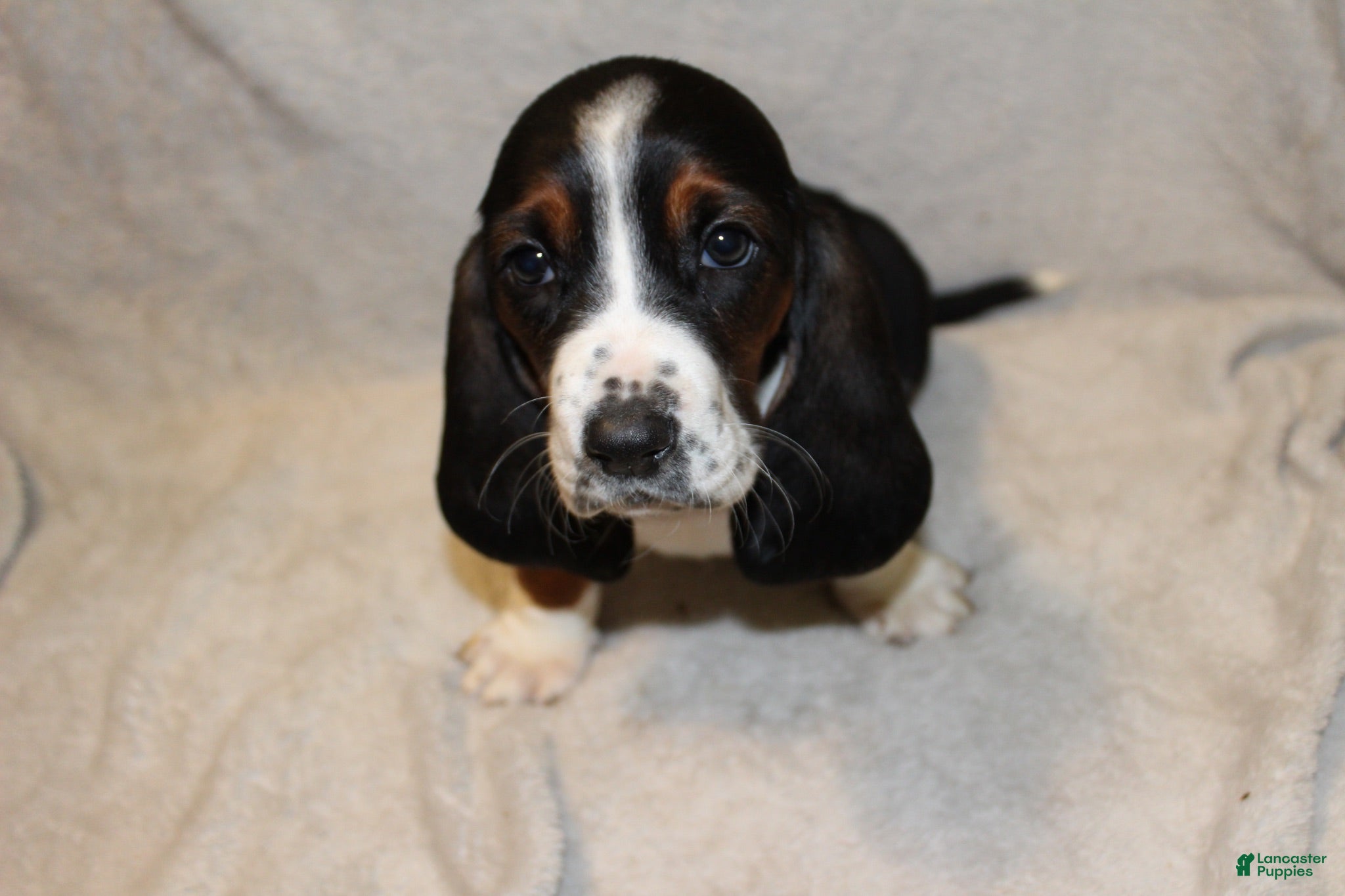 Basset Hound dogs Princess - Ad 42