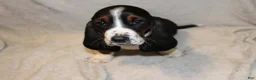 Basset Hound dogs for sale: Princess - Ad 1