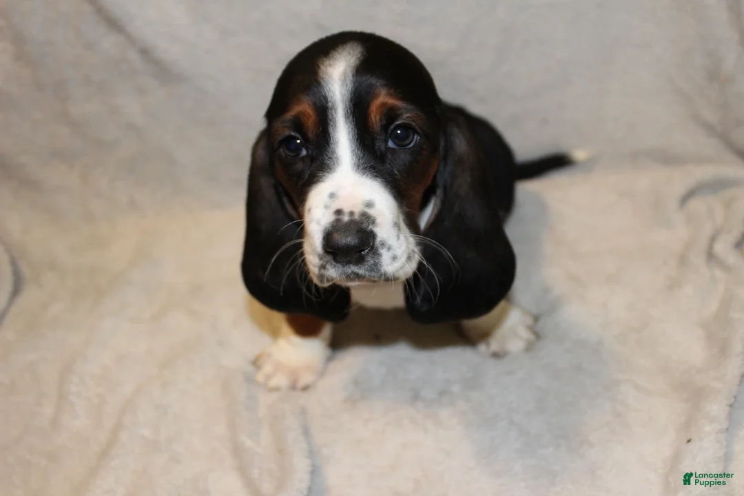 Basset Hound dogs for sale: Princess - Ad 1