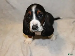 Basset Hound dogs Princess - Ad 42
