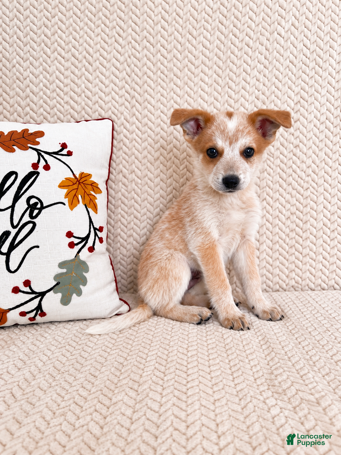 Australian Cattle Dog dogs Huxley - Ad 24