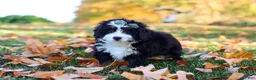 Mini Bernedoodle dogs for sale: Amber - Ad 6