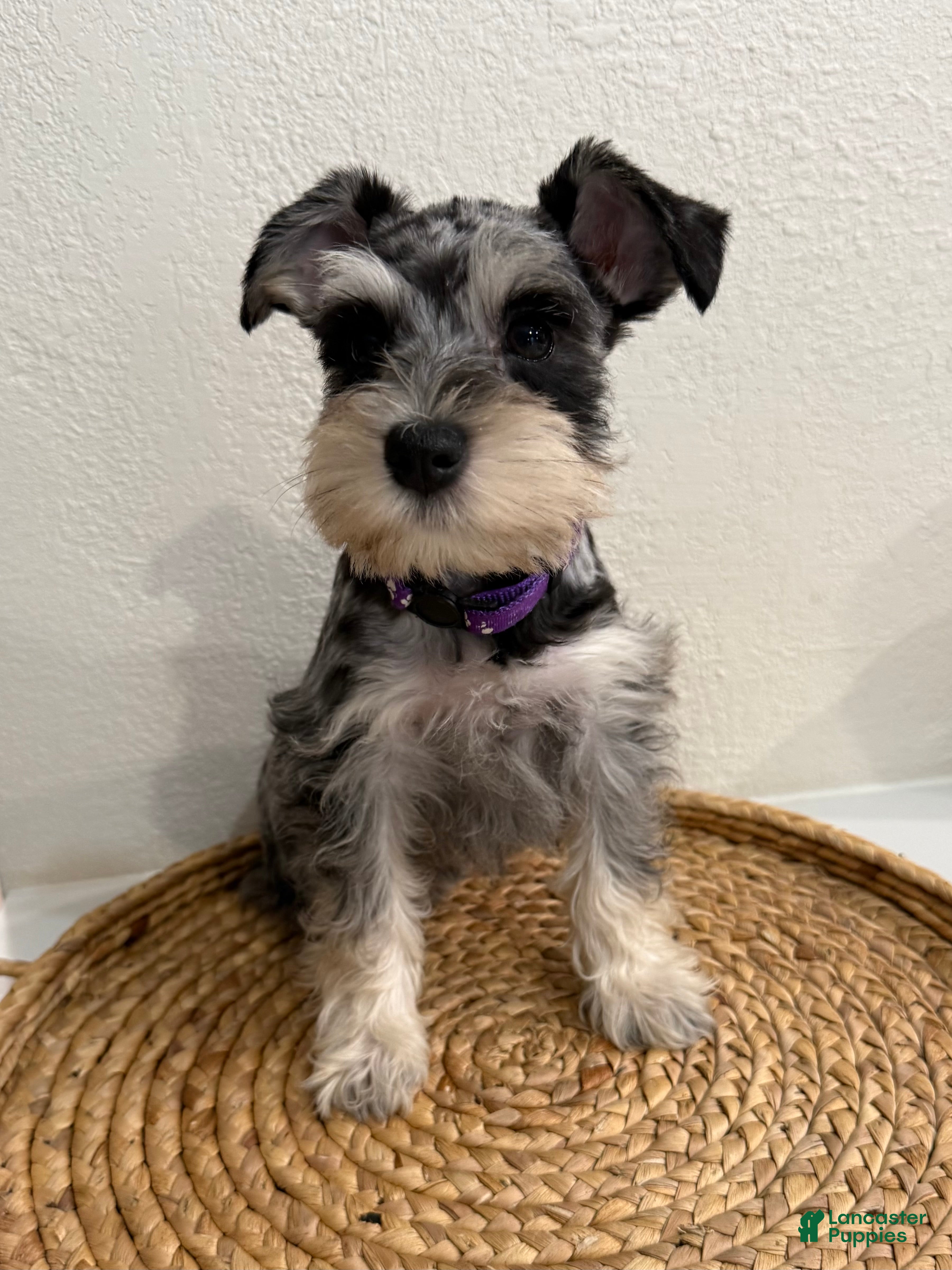 Miniature Schnauzer dogs Blossom - Ad 9