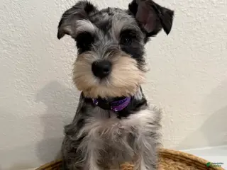 Miniature Schnauzer dogs for sale: Blossom - Ad 4