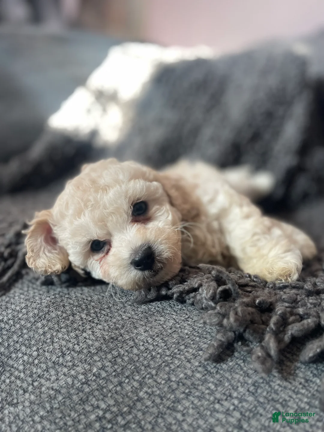 Mixed Breed dogs for sale:  Leo - Ad 1