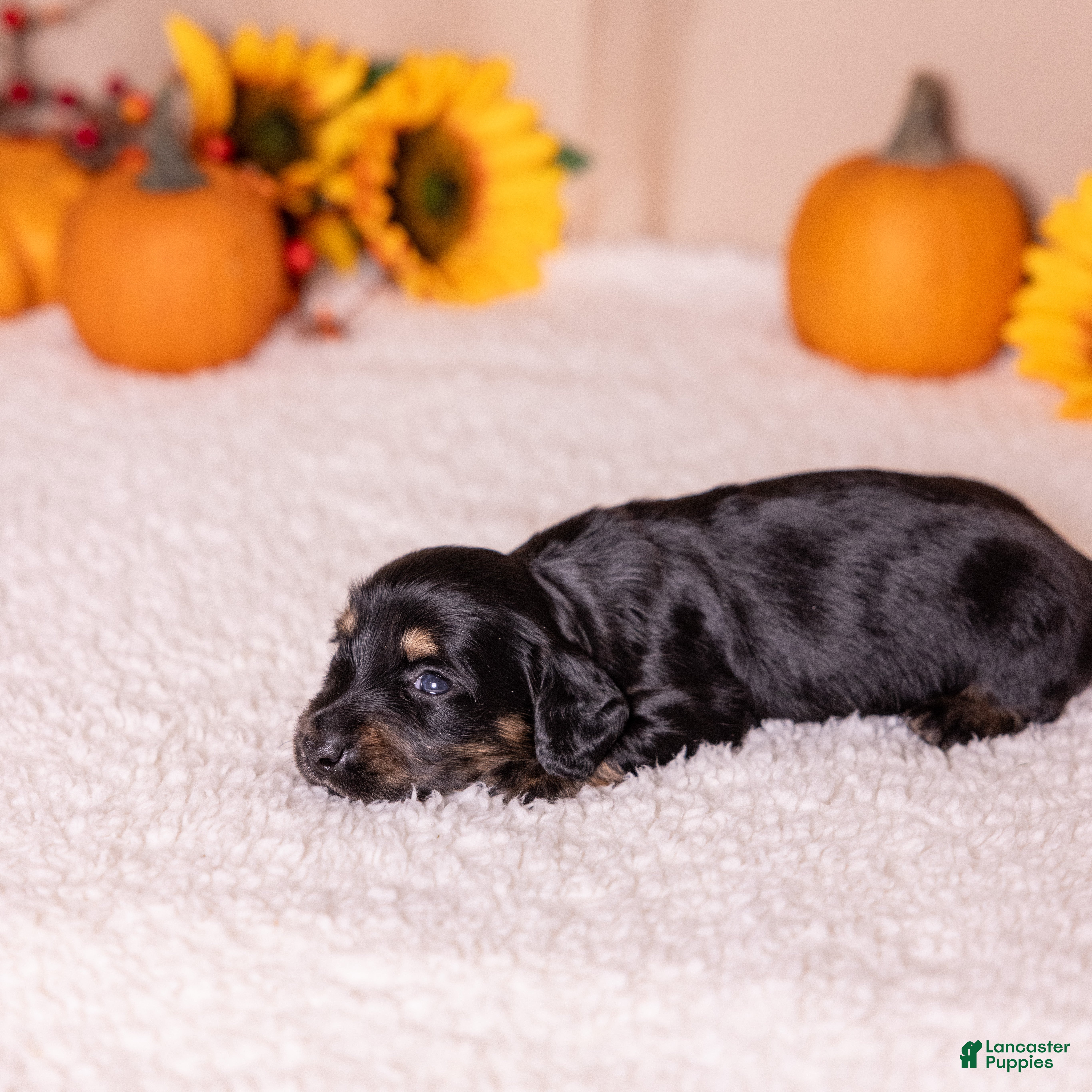Miniature Dachshund dogs Cassi - Ad 2