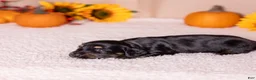 Miniature Dachshund dogs for sale: Cassi - Ad 2