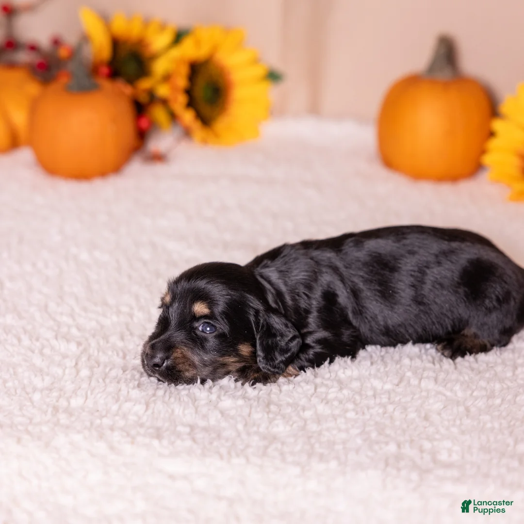 Miniature Dachshund dogs for sale: Cassi - Ad 2