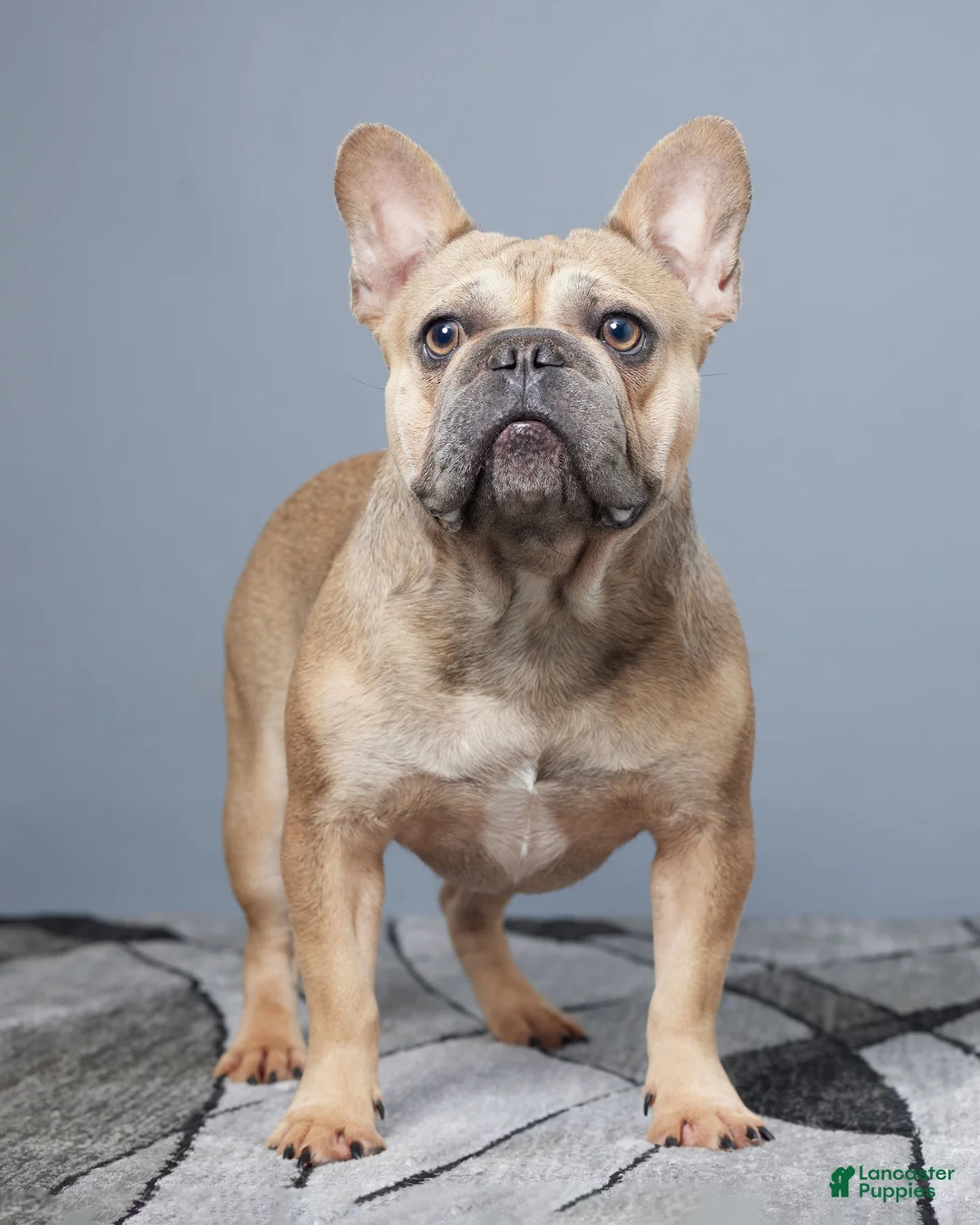 French Bulldog dogs for sale: Ina - Ad 7