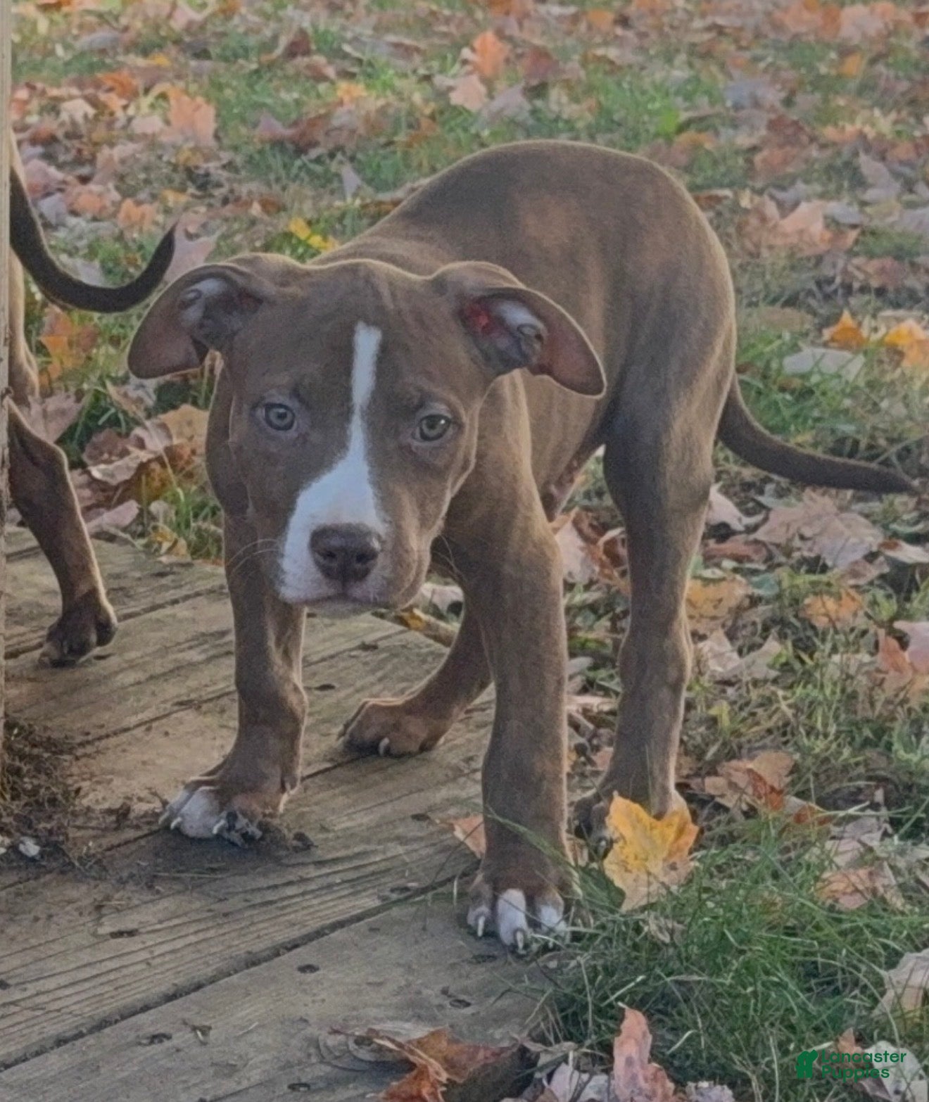 American Bully dogs for sale: American Bully 3 - Ad 28