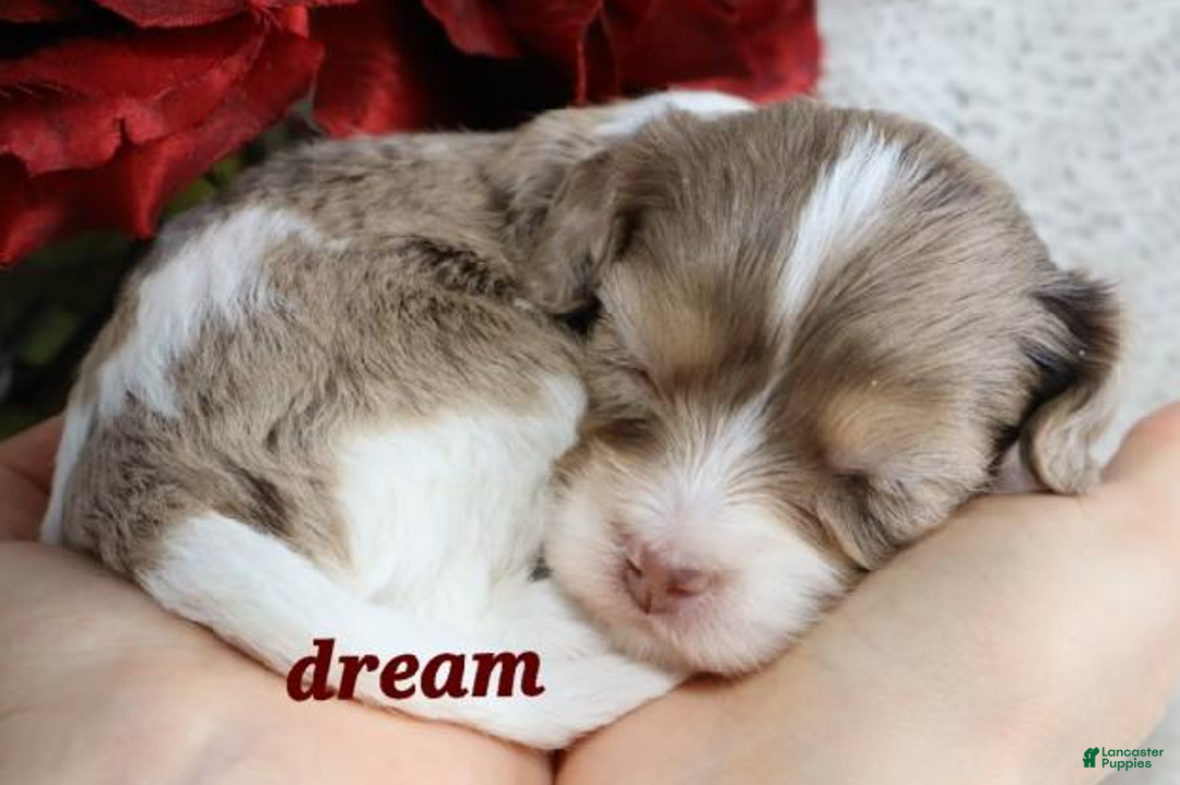 Cavapoo dogs for sale: Elliot - Ad 3