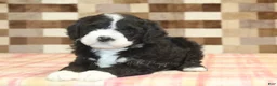 Mini Bernedoodle dogs for sale: Chief - Ad 2