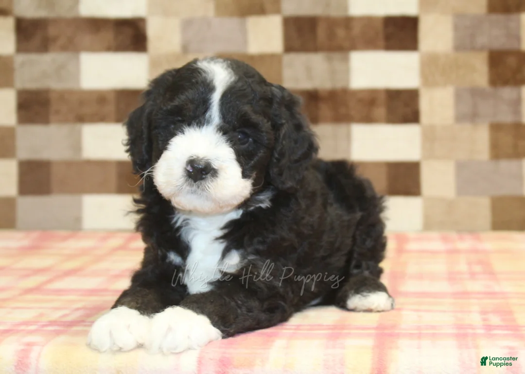 Mini Bernedoodle dogs for sale: Chief - Ad 2