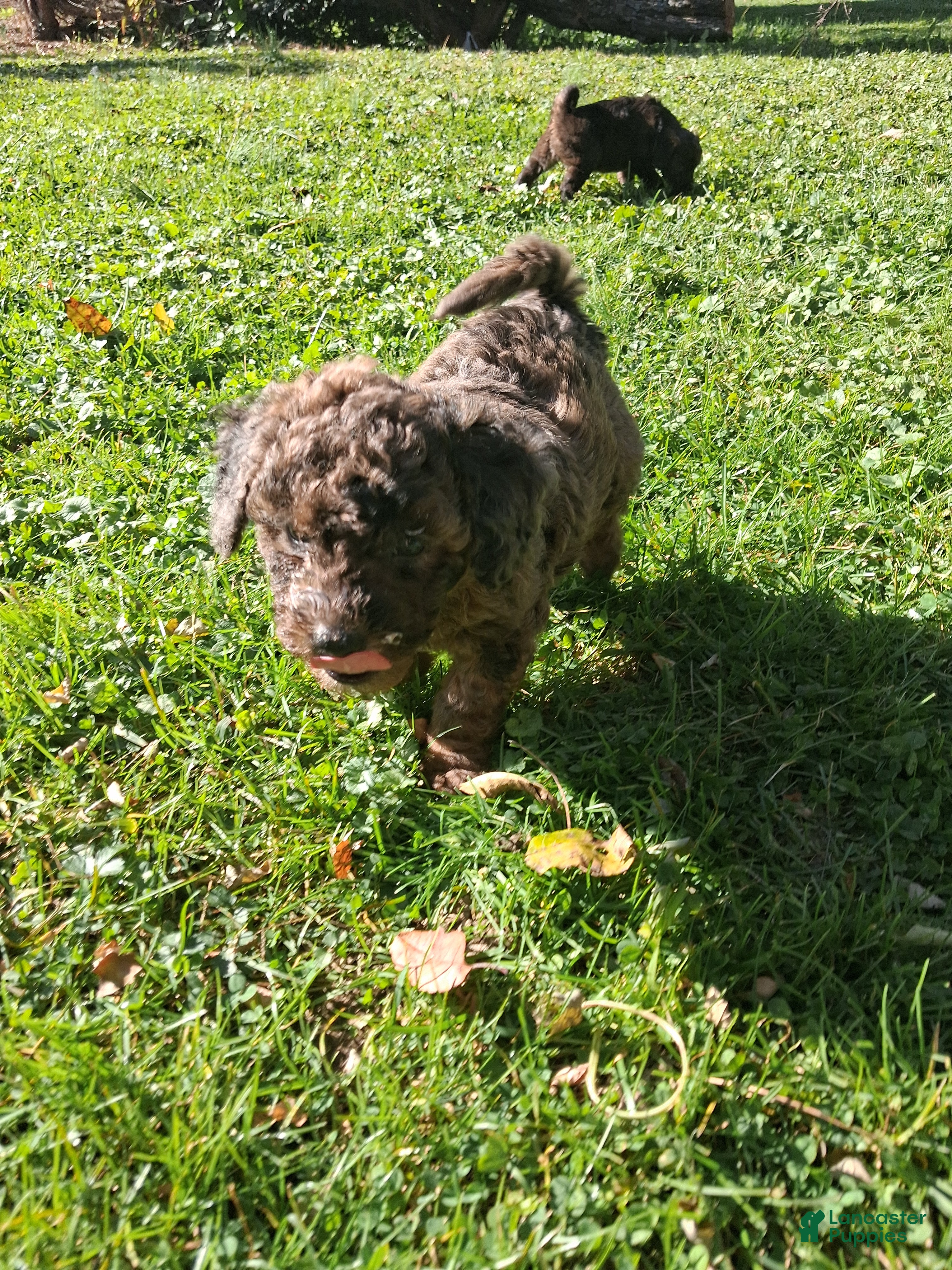 Mixed Breed dogs for sale: Jackson  - Ad 2