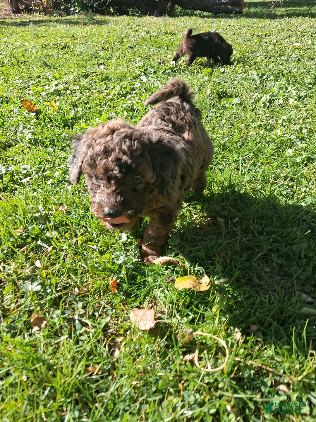 Mixed Breed dogs for sale: Jackson  - Ad 2