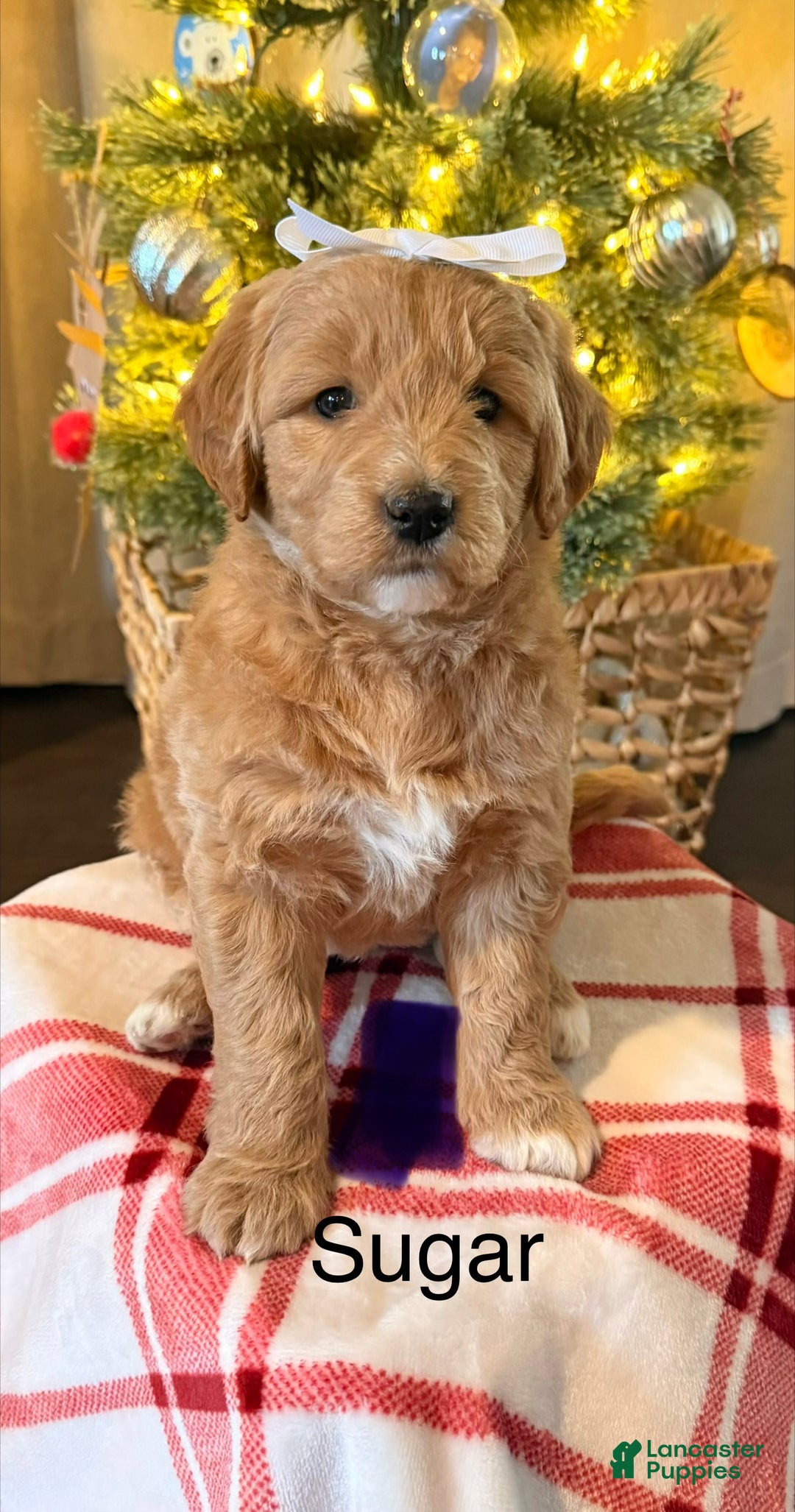 Mini Goldendoodle dogs for sale: Goose - Ad 3