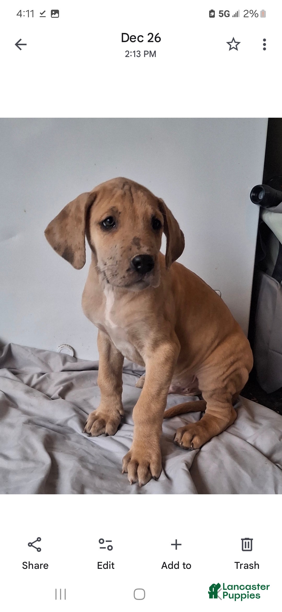 Great Dane dogs for sale: Duke - Ad 4