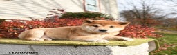 Shiba Inu dogs for sale: Fiona - Ad 2