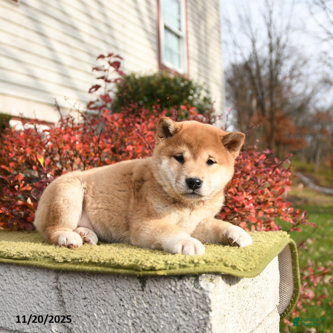 Shiba Inu dogs for sale: Fiona - Ad 2
