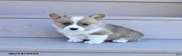 Welsh Corgi Pembroke dogs for sale: Pine - Ad 3