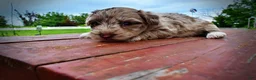 Havapoo dogs for sale: Star - Ad 15