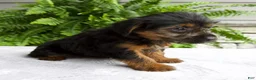 Yorkshire Terrier dogs for sale: Corey - Ad 5