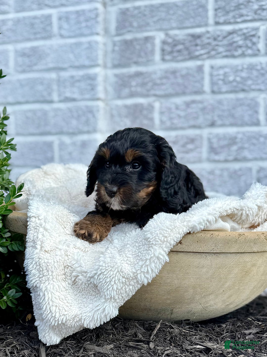 Cavapoo dogs for sale: Mickey - Ad 5