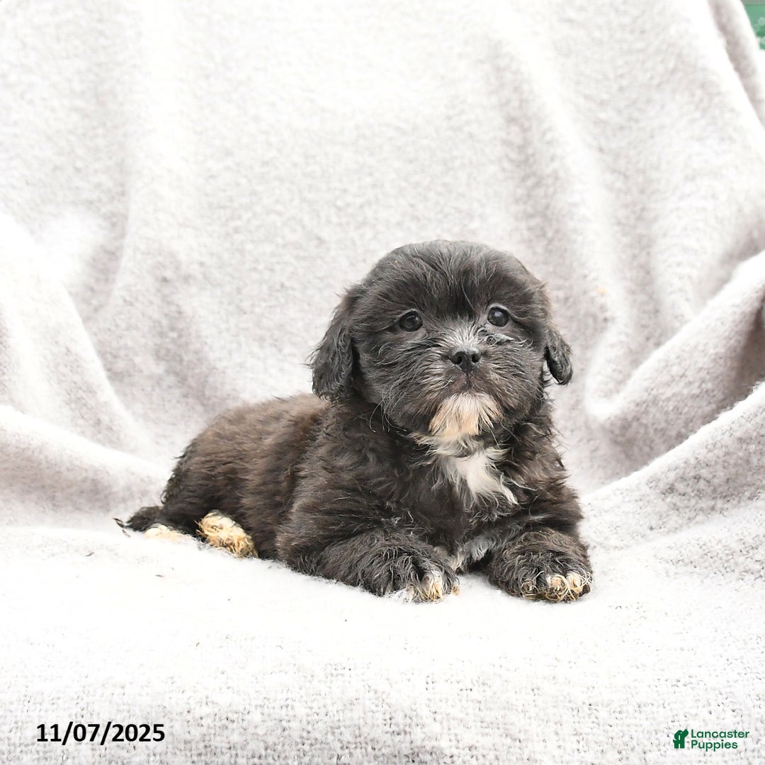 Shihpoo dogs for sale: Meadow - Ad 3