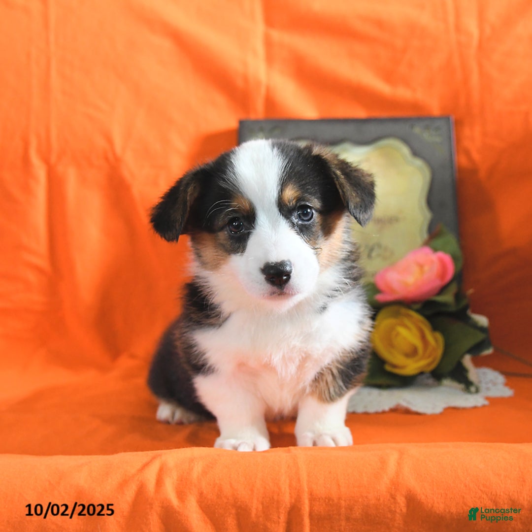Welsh Corgi Pembroke dogs for sale: Nickle  - Ad 25