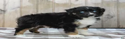 Australian Shepherd dogs for sale: Russel - Ad 6