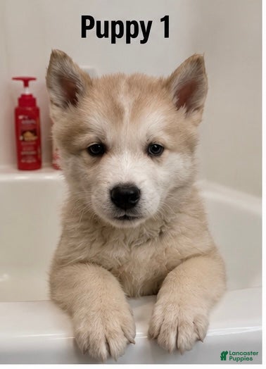 Mixed Breed dogs Mixed Breed 1 - Ad 10