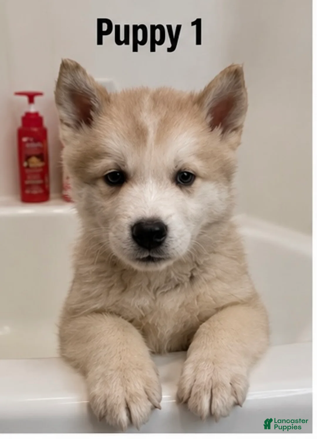 Mixed Breed dogs for sale: Mixed Breed 1 - Ad 1