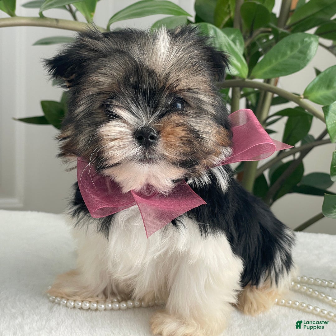 Biewer Terrier dogs for sale: Chichi - Ad 1