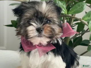 Biewer Terrier dogs Chichi - Ad 10