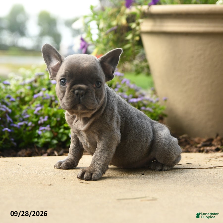 French Bulldog dogs Winnie - Ad 1