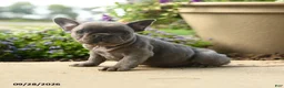 French Bulldog dogs for sale: Winnie - Ad 1