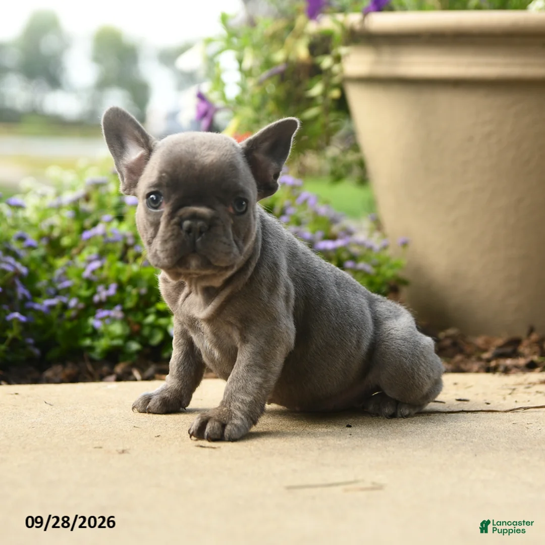 French Bulldog dogs for sale: Winnie - Ad 1