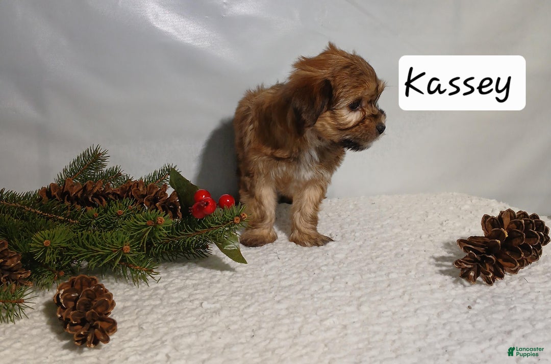 Yorkiepoo dogs for sale: Kassey - Ad 3