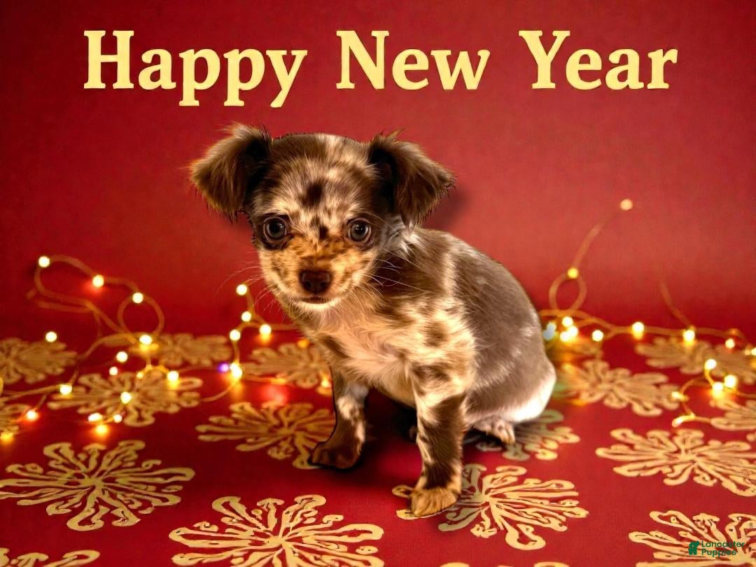 Chihuahua dogs for sale: Wilhelmina - Ad 3