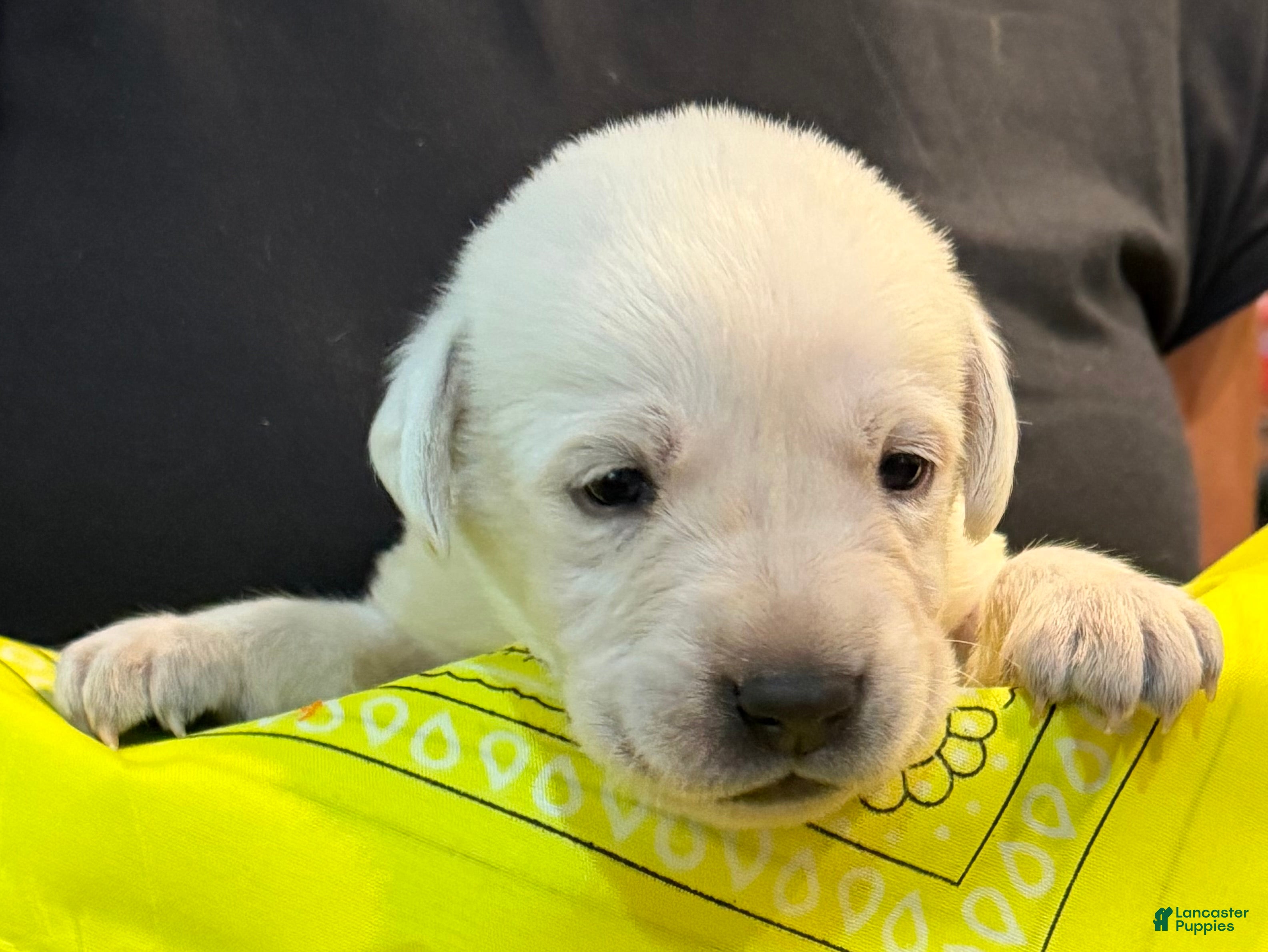Labrador Retriever dogs Yellow - Ad 1