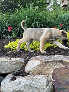 Pitsky dogs Sage - Ad 2