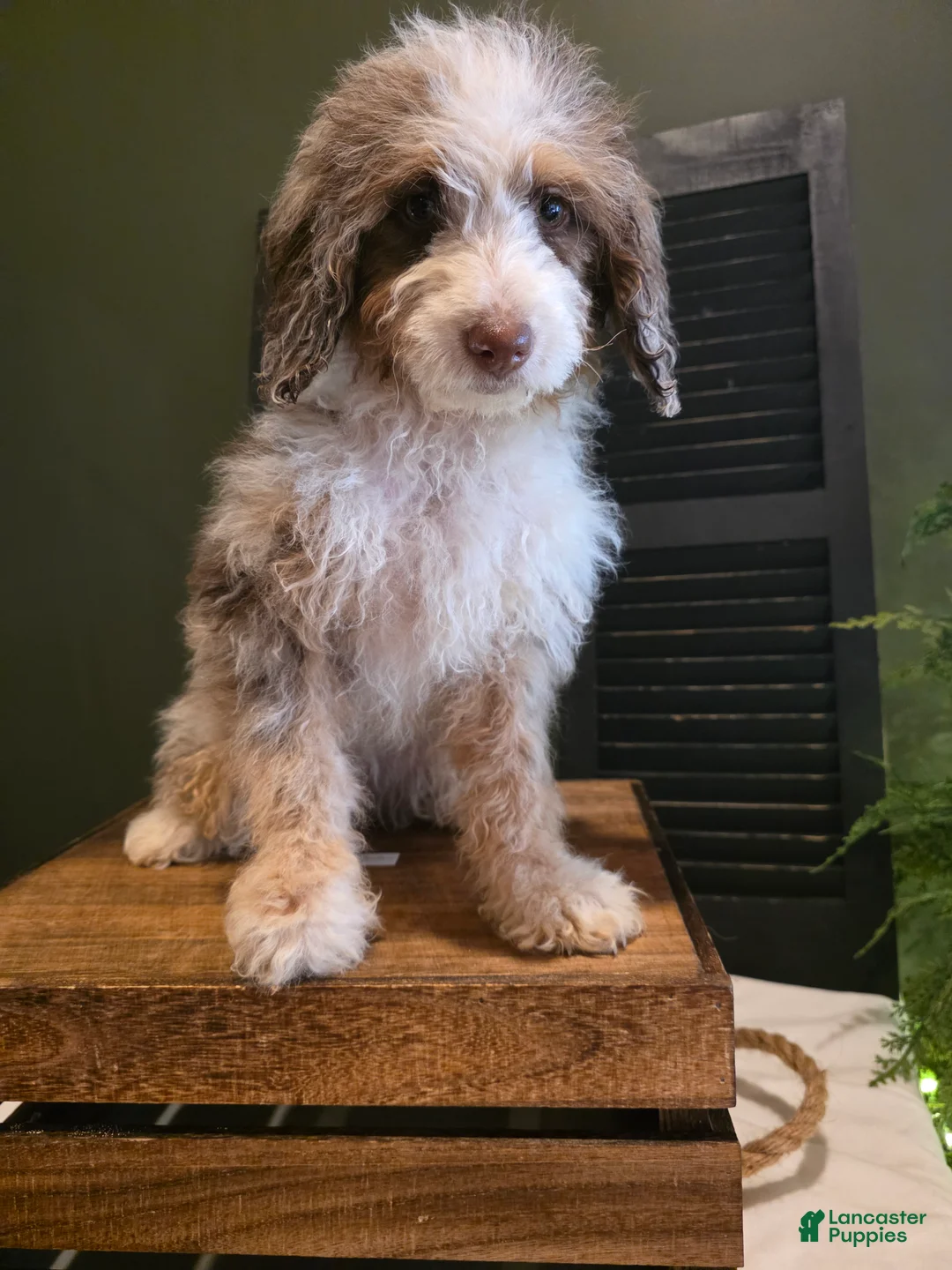 Mini Aussiedoodle dogs for sale: Ava  - Ad 10