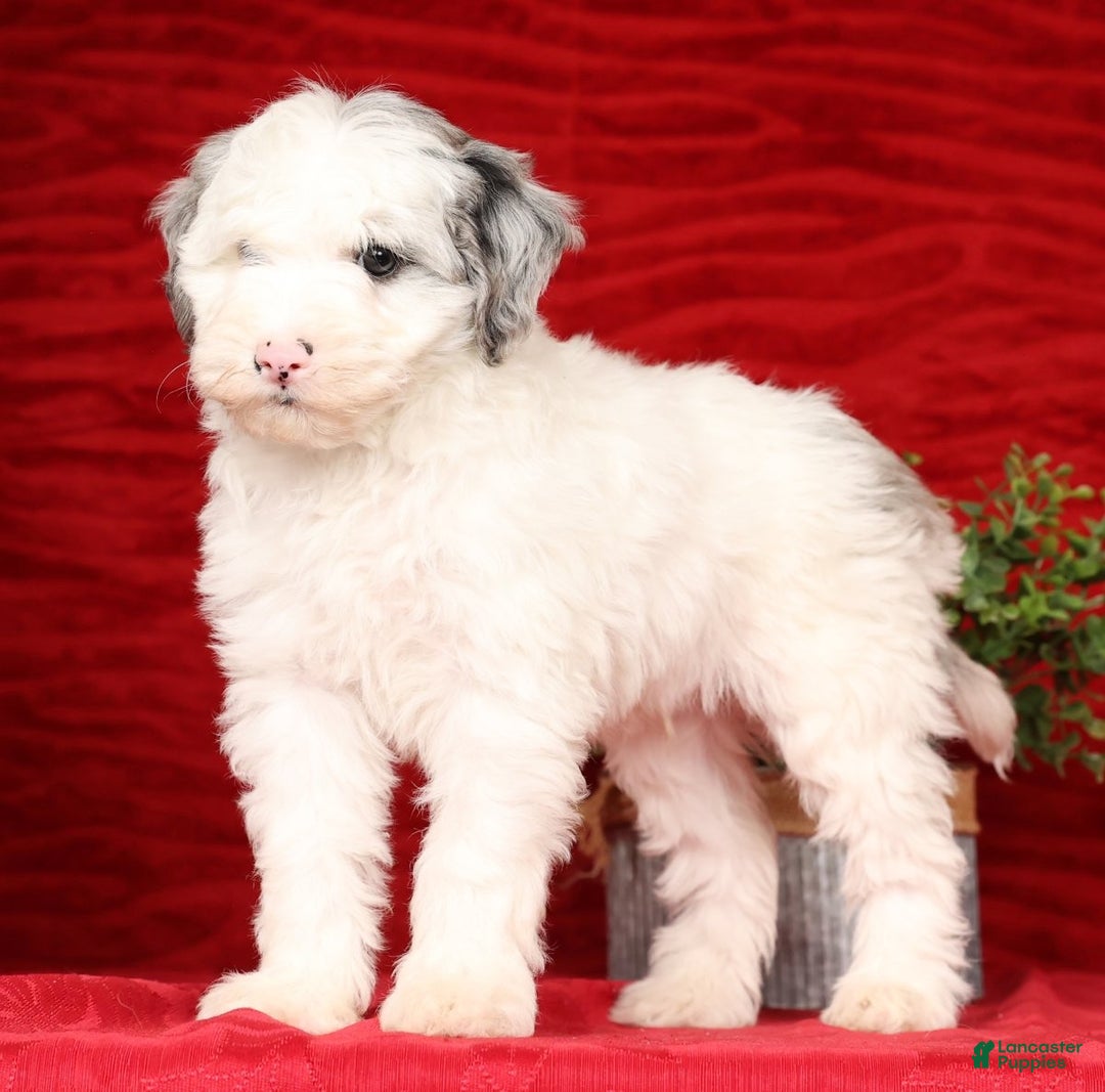 Mini Sheepadoodle dogs for sale: Charles - Ad 5